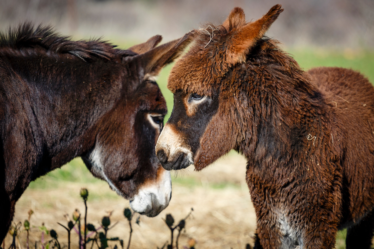 Sortez les Ânes et les mules – mais correctement