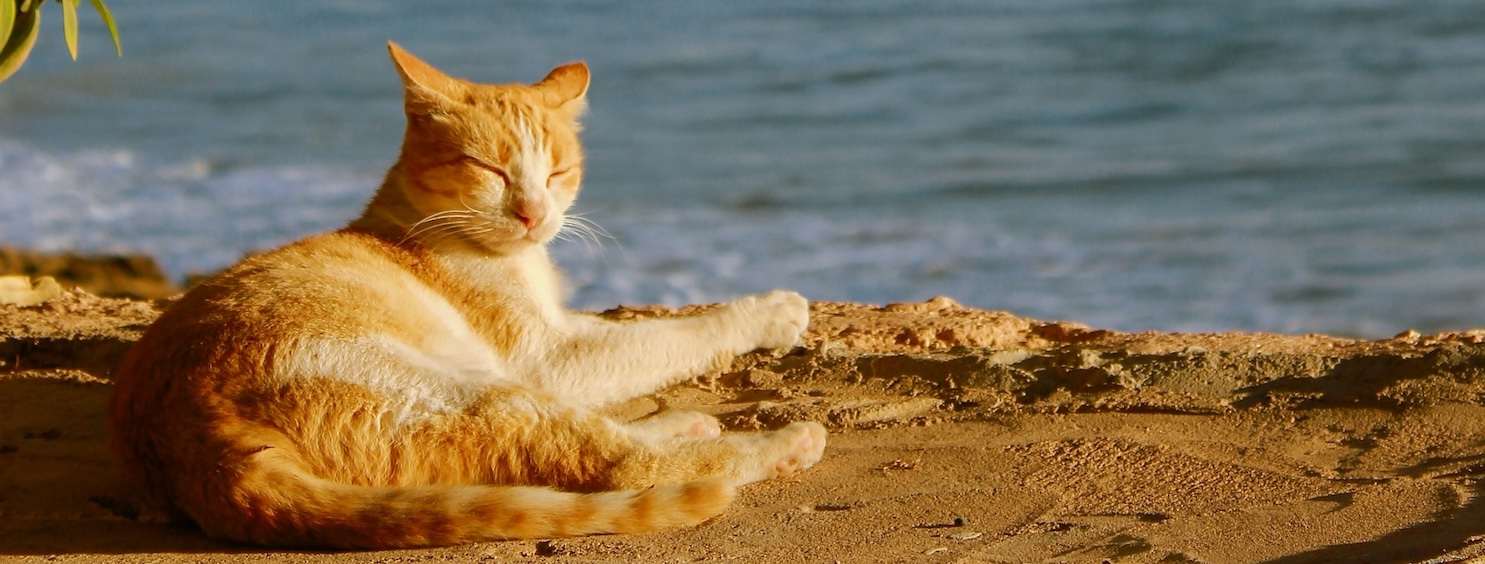 Comment protéger vos animaux domestiques contre la chaleur estivale