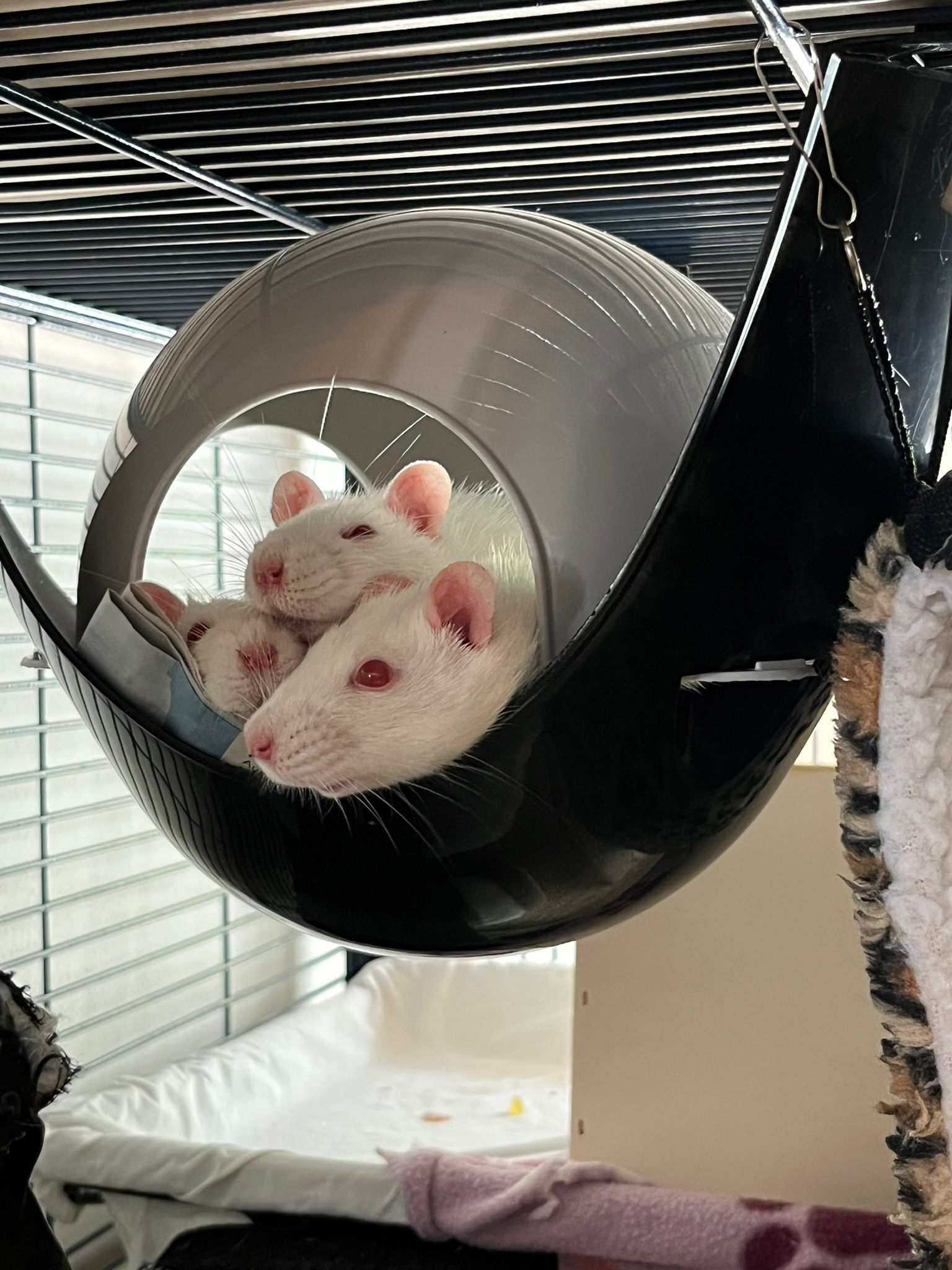 Ehemalige Laborratten