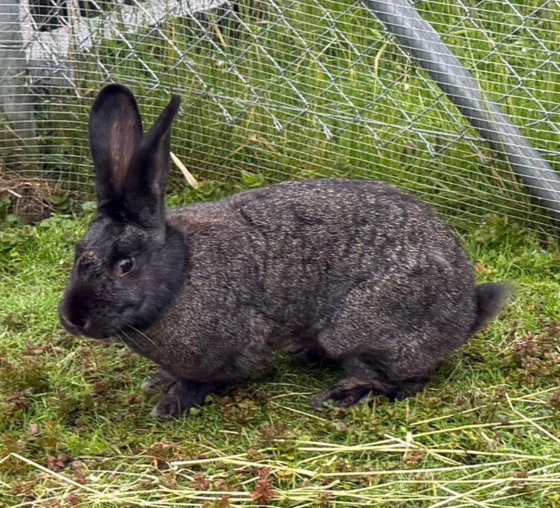 Kaninchen Blacky