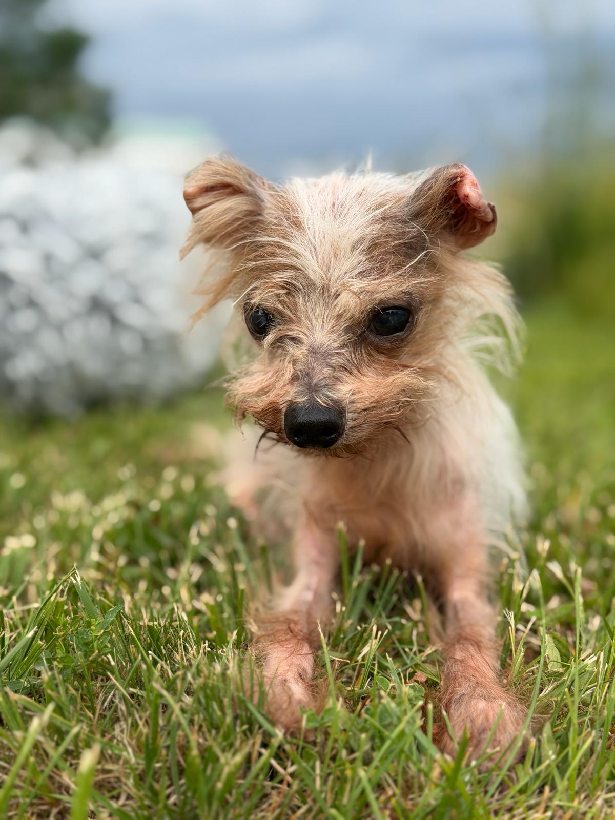 Sorgenhund Dobby